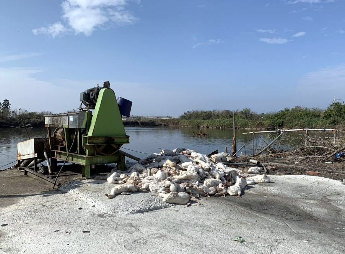 雲林禽流感死鵝遭棄漁塭旁 採檢魚隻化驗陰性