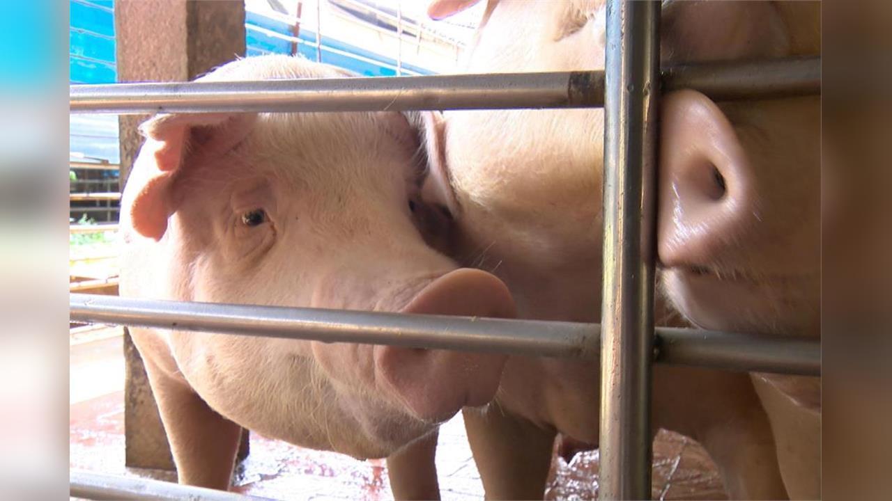 最新／舊照造假害全台豬瘟！中檢起訴「洽興畜牧場」父子檔　豬農之子羈押禁見