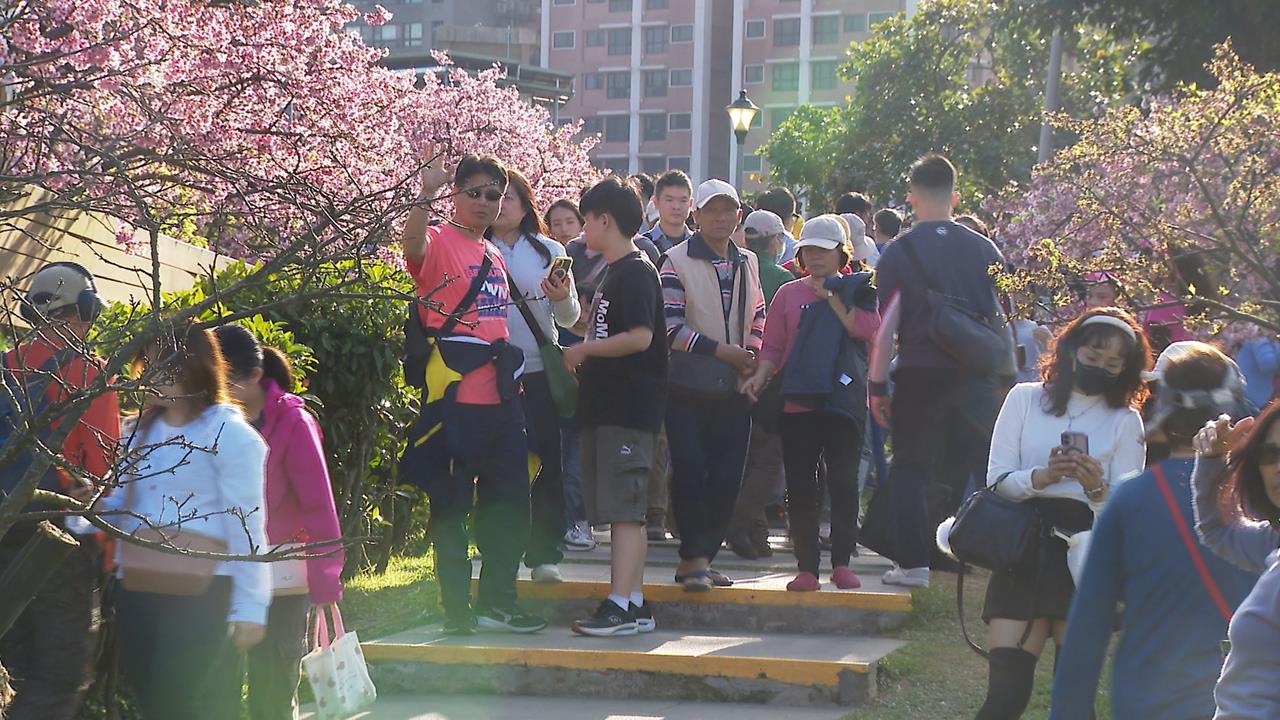 台北賞櫻秘境! 內湖.汐止三色櫻盛開 淡水賞台灣山櫻花