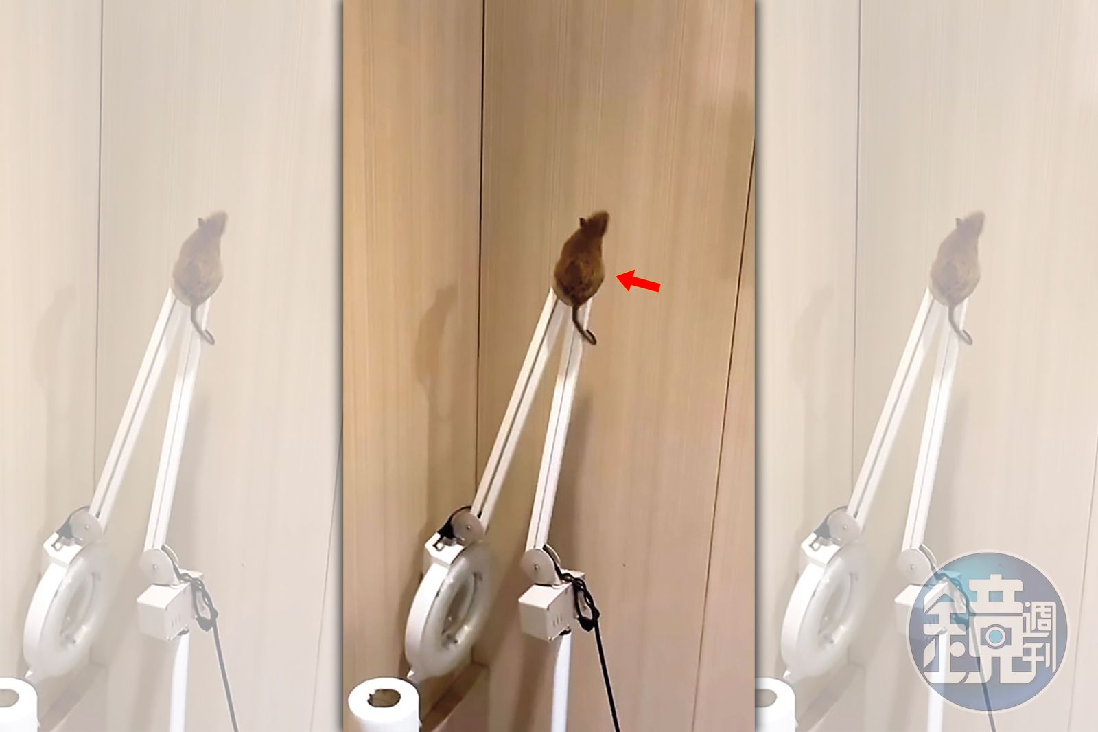 知名醫美爆鼠患1／顧客和老鼠「共享」電動按摩椅　老牌醫美臭味瀰漫員工全崩潰