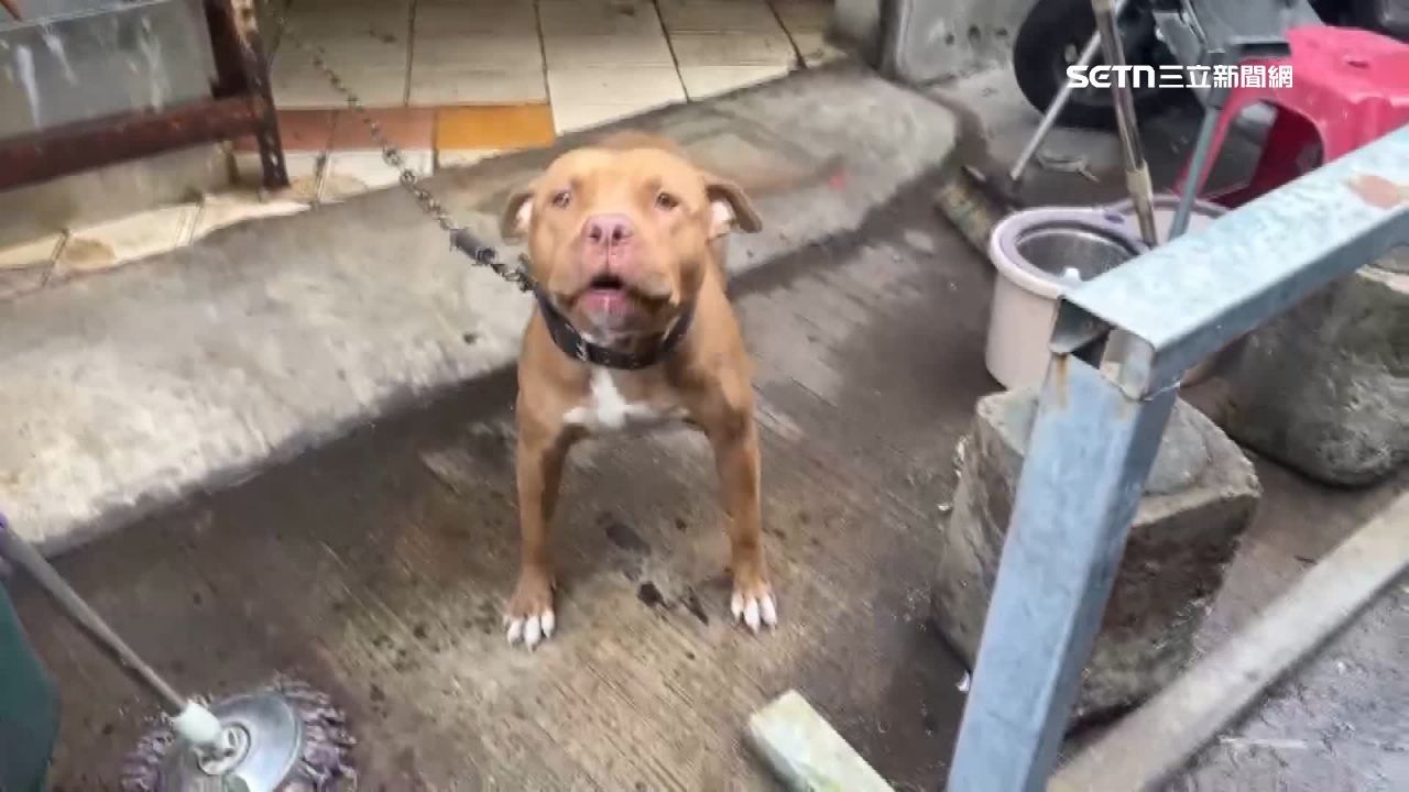 「聞到人肉興奮到顫抖！」移工逃亡4年躲警追捕…最後竟敗給「比特犬」