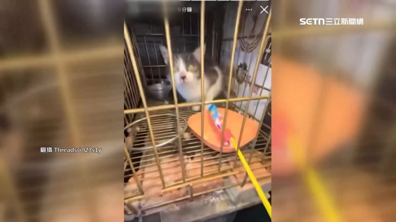 幫阿嬤出氣！國中生「沖天炮炸貓」　校方：將加強輔導