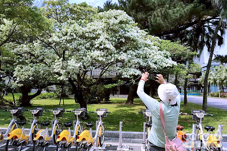 流蘇盛開台北四月雪 鳶尾花季北海岸農遊