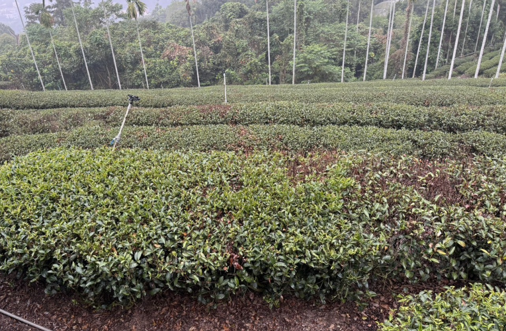 南投茶葉旱害災損達標 茶農可申請天然災害現金救助