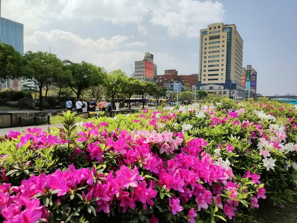 轉角遇見春天 杜鵑花海盛放台北街道