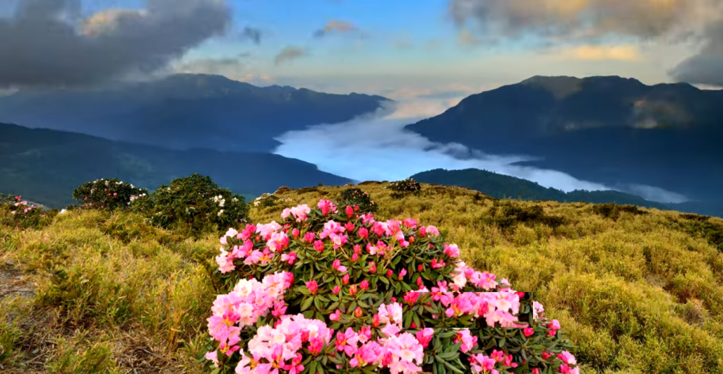 〈中華旅遊〉合歡山杜鵑花季 繽紛療癒