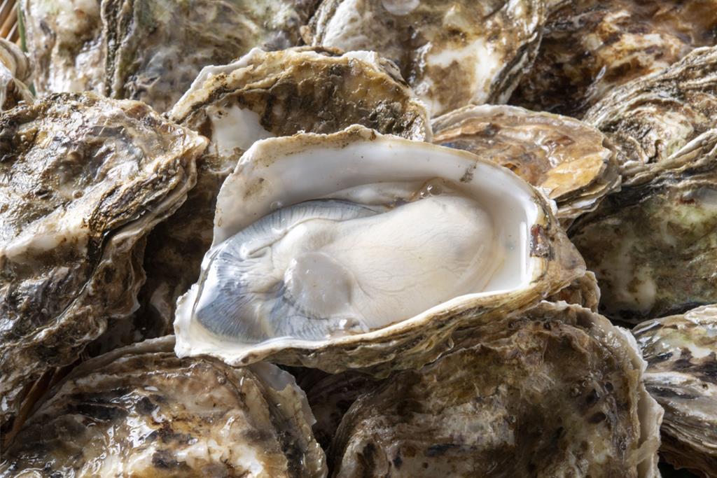 金門西園海岸牡蠣檢出諾羅 疑似船隻洩...