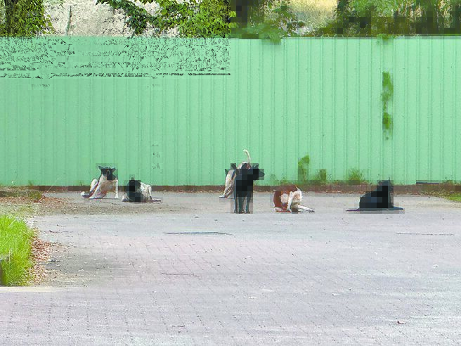 澄清湖園區浪犬群聚 民眾心驚