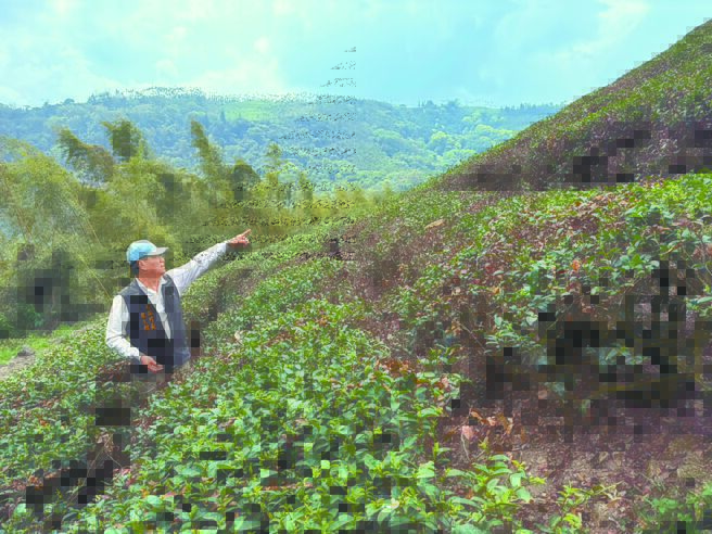 乾旱程度罕見 春茶荔枝青梅銳減