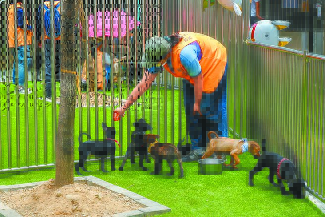 寵物用藥新制 獸醫、藥師建溝通平台