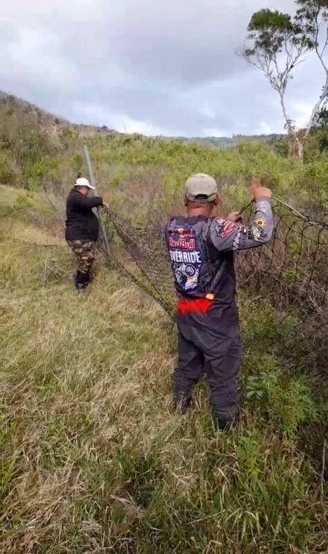 網友指梅花鹿遭圍網纏困亡　墾管處派員清除 (圖)