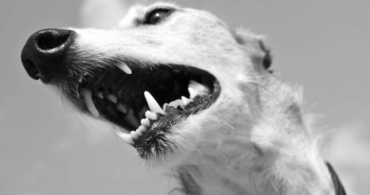 流浪狗咬人3天後暴斃確診狂犬病 婦傷口見血「最高風險」急打疫苗