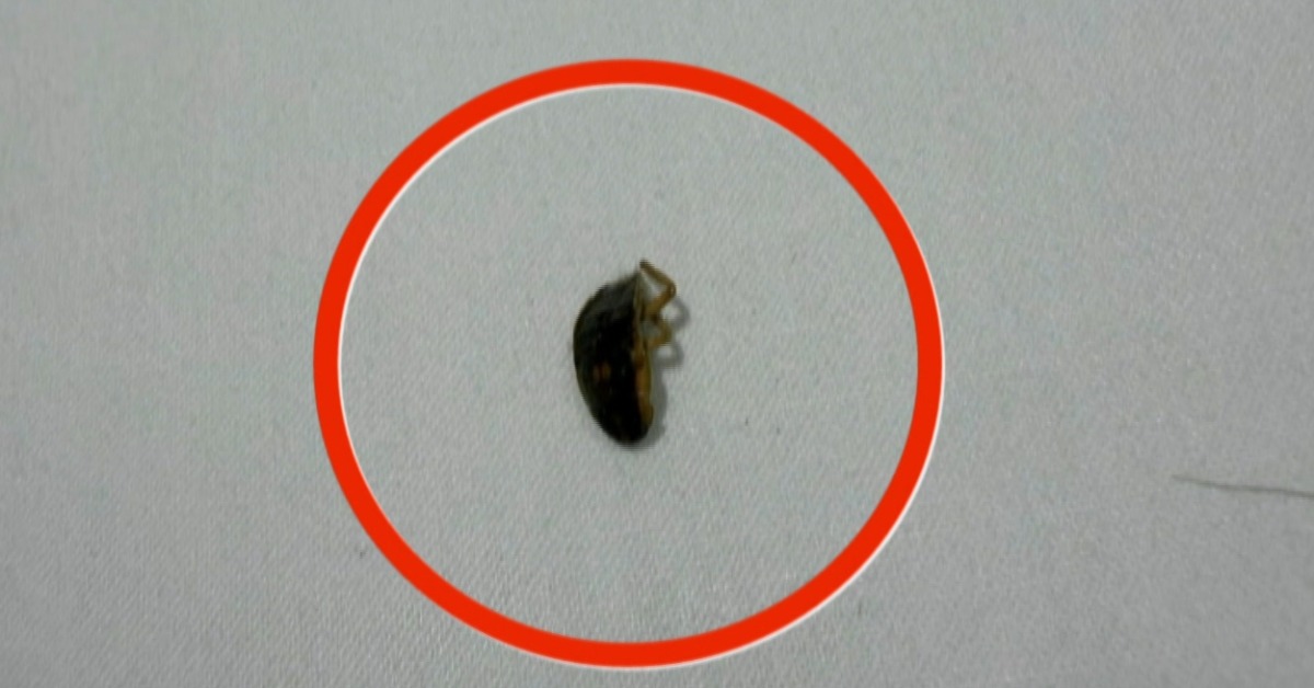 獨家／北車「高檔行旅」臭蟲現蹤？！港...