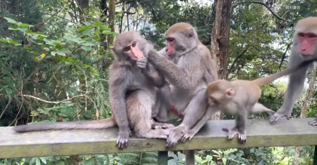 瑞芳「一大一小」獼猴竄民宅搶食 已釀3長者受傷