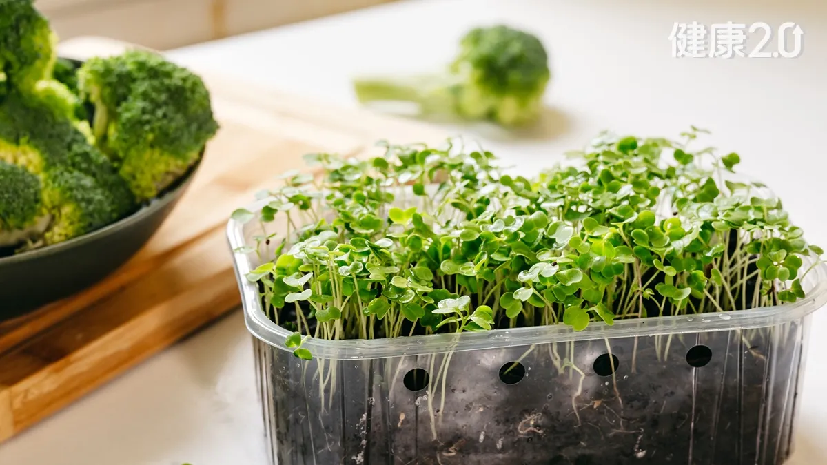 青花椰苗抗癌關鍵是它！比青花菜高100倍 護肝抗發炎更有效