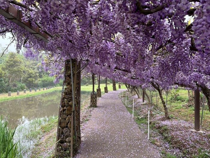 北海岸紫藤花接力綻放 感受農村好滋味