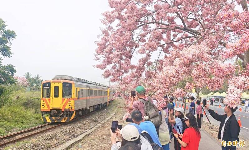 彰化二水花旗木大爆發 騎單車賞花、聽...