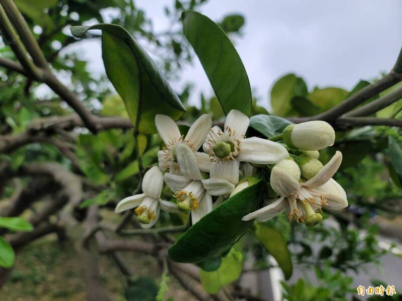 春季限定美景登場！苗栗西湖柚花飄香 清明連假國3「順道」遊
