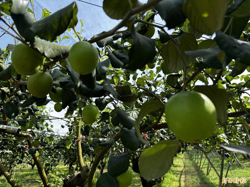 因應極端氣候挑戰 台南棗保險開始受理投保