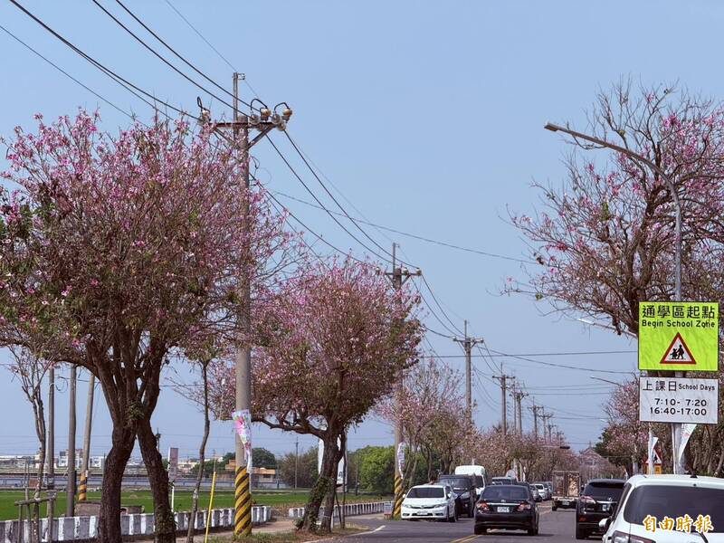 2公里粉紅美景超夢幻！土庫櫻花季「夜...