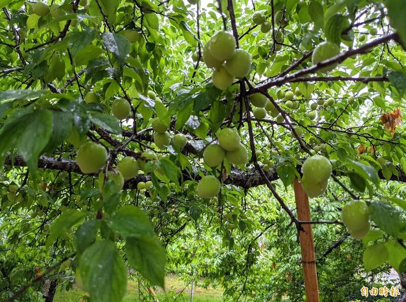 收成「開高走低」！南投信義青梅旱害 釀「大小果」減產