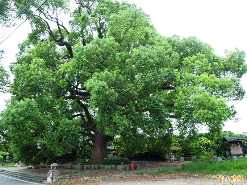南投千年樟樹「七股神木」險遭雀榕絞殺 救起來了！