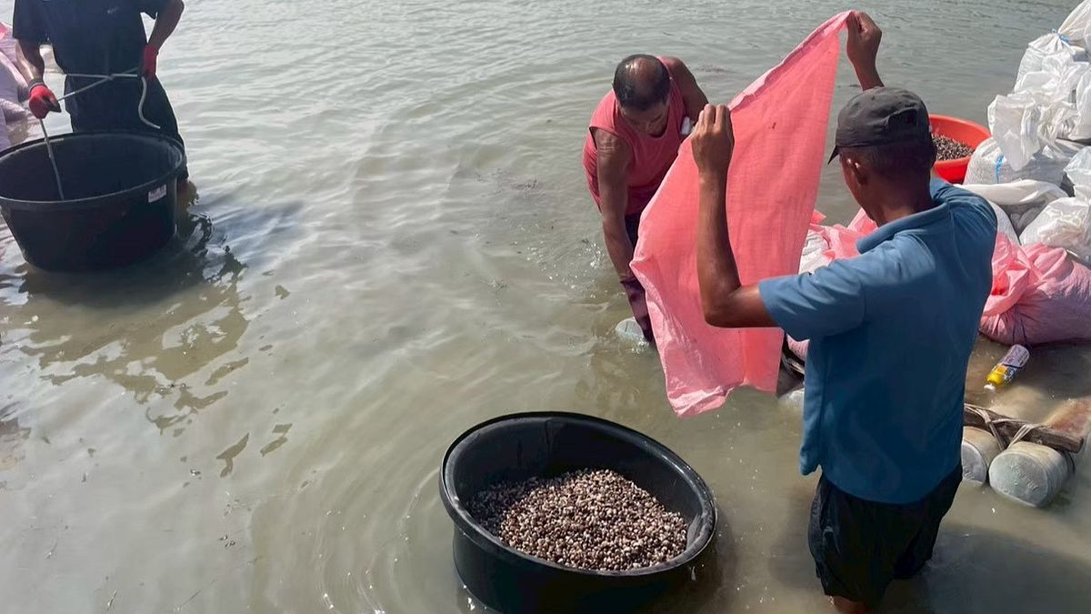 漁電案場養殖落實引質疑　三地能源啟動七股案場「大規模放養計劃」