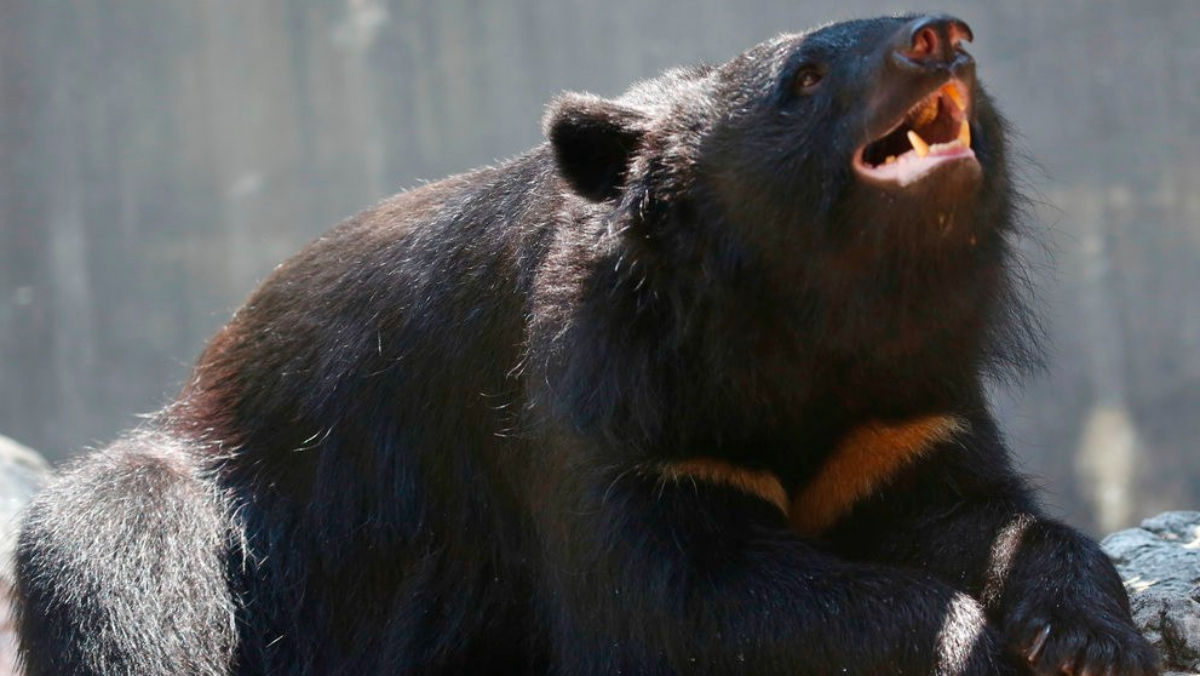 已經結束冬眠了？日本福島驚現熊蹤　躺民宅嚇壞獨居男