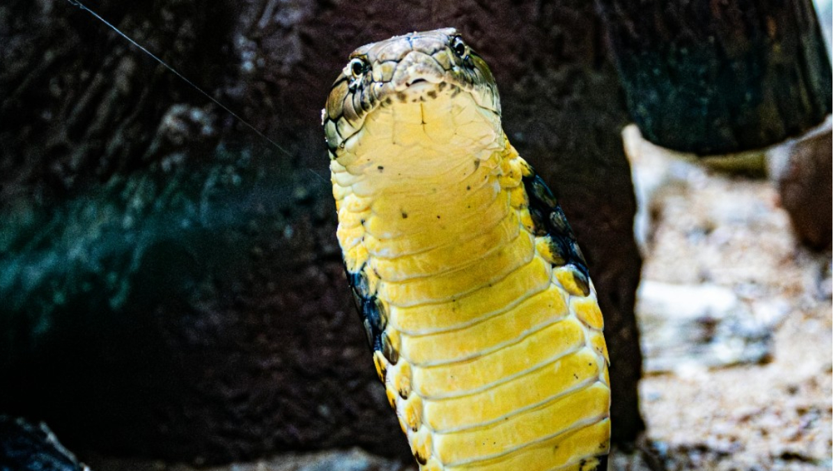 女童遭眼鏡王蛇咬傷「全身癱瘓假死3天」　注射血清後奇蹟生還