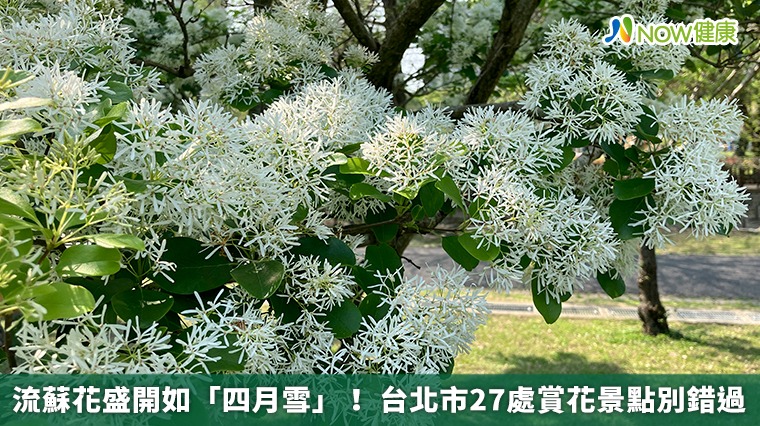 流蘇花盛開如「四月雪」！ 台北市27處賞花景點別錯過