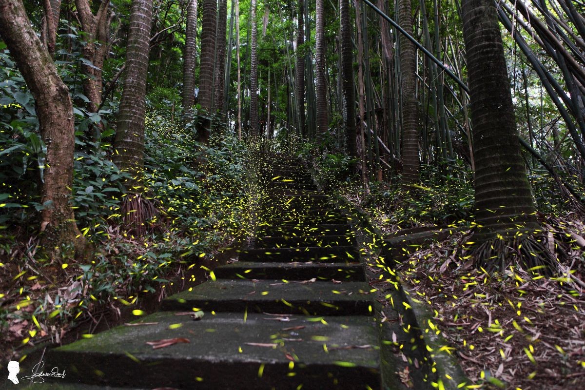 臺北螢火蟲季登場 公園山林共賞螢光