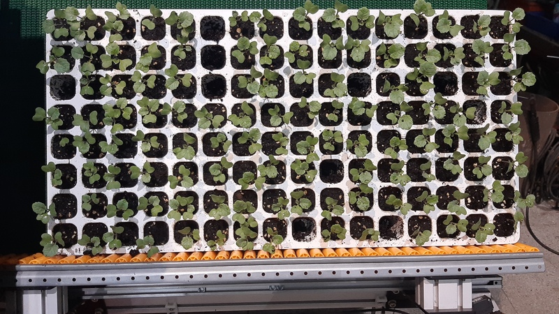 台中農改場新研發穴盤苗株篩選機 (圖)