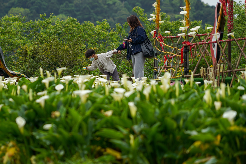 清明節降雨緩　民眾外出賞花（2） (圖)