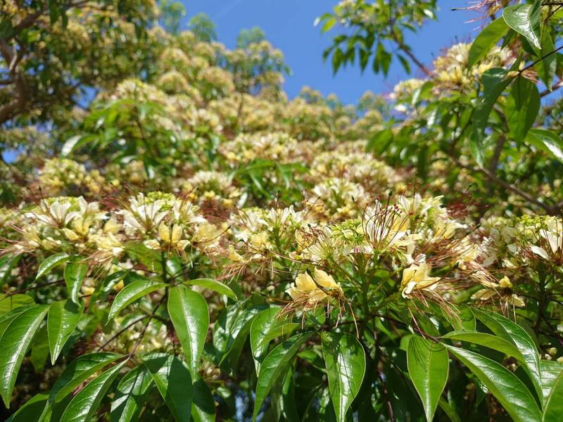 雪霸汶水園區原生植物之美 (圖)