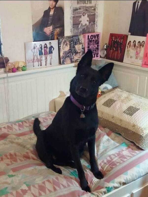 追星停擺後　心力全投課業陷入憂鬱低谷 (圖)