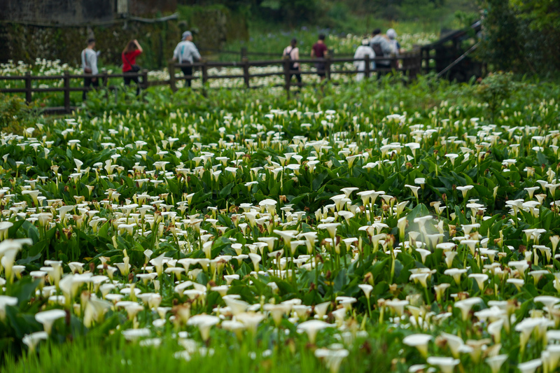 清明節降雨緩　民眾外出賞花（3） (圖)