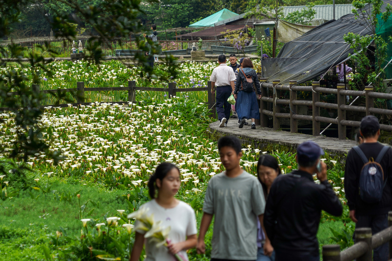 清明節降雨緩　民眾外出賞花（1） (圖)