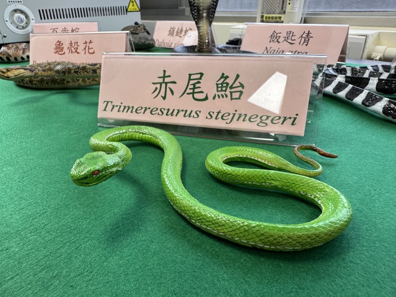 年均近千人遭蛇吻　抗赤尾鮐血清需求高...