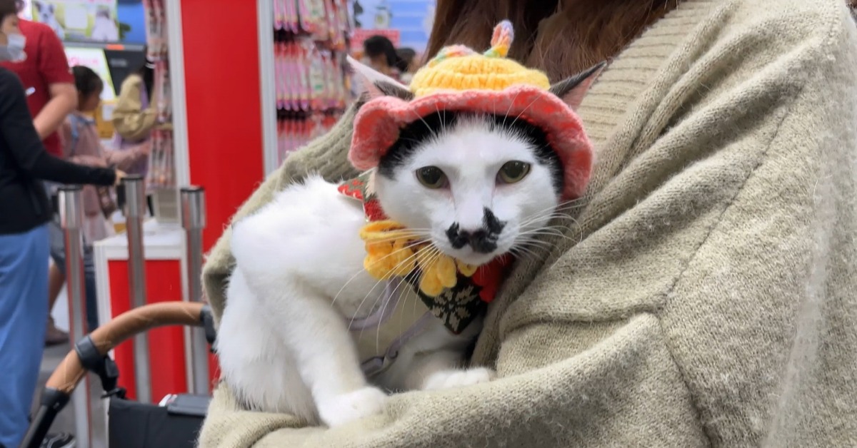 連假「寵物展」登場！ 柴犬「萌力全開model擺拍」