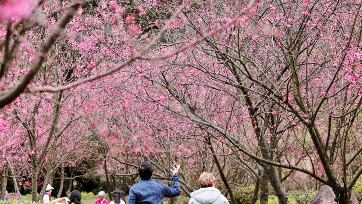 陽明山櫻花祭正熾　昭和櫻、山櫻花、吉野櫻接力盛開、中山樓有百年櫻花王